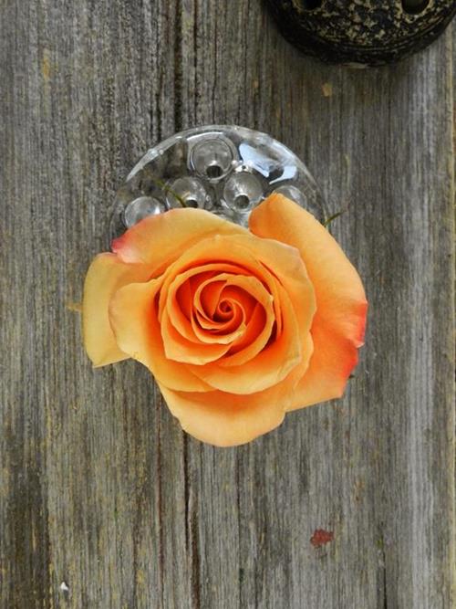 ORANGE UNIQUE   ROSES